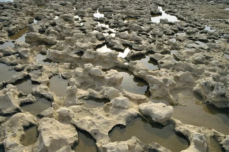 Weathered Limestone